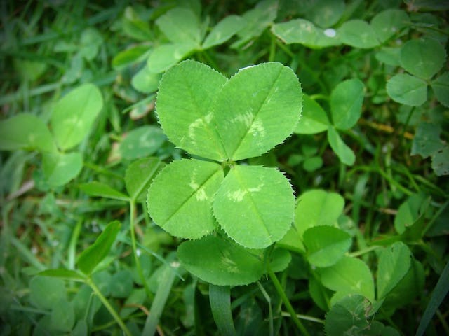A photo of a standard four-leaf clover among three-leaf clovers.